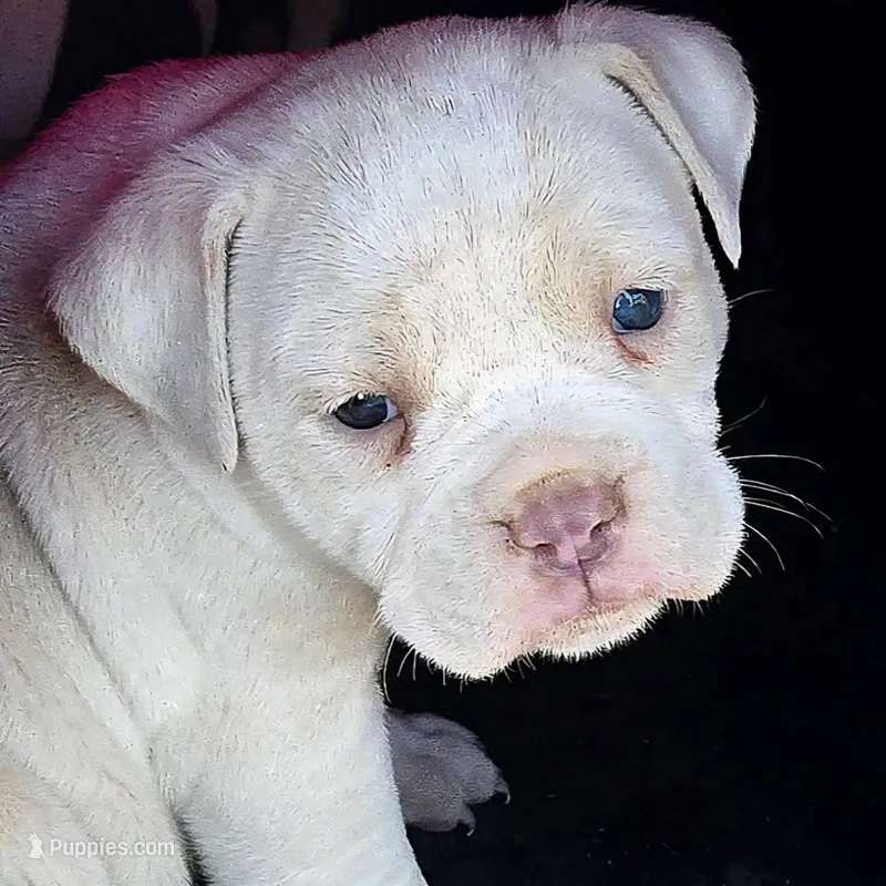 Titanium  – Olde English Bulldogge puppy for sale in Frederick, OK