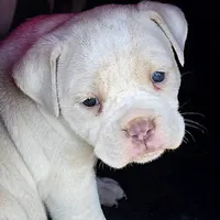 Titanium , a female Olde English Bulldogge for sale in Frederick, OK – 1 of 8