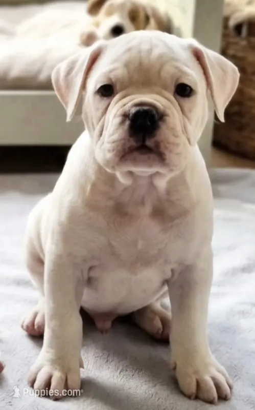 Extreme Clean – Olde English Bulldogge puppy for sale in Frederick, OK