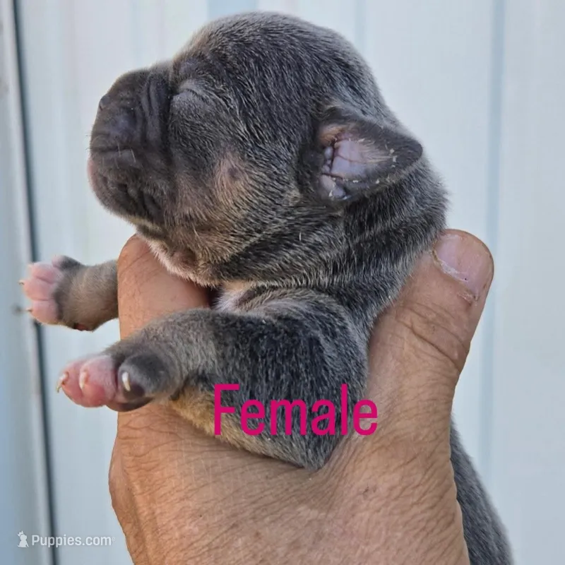 Zoe – Olde English Bulldogge puppy for sale in Frederick, OK