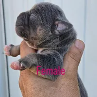 Zoe, a female Olde English Bulldogge for sale in Frederick, OK – 1 of 3