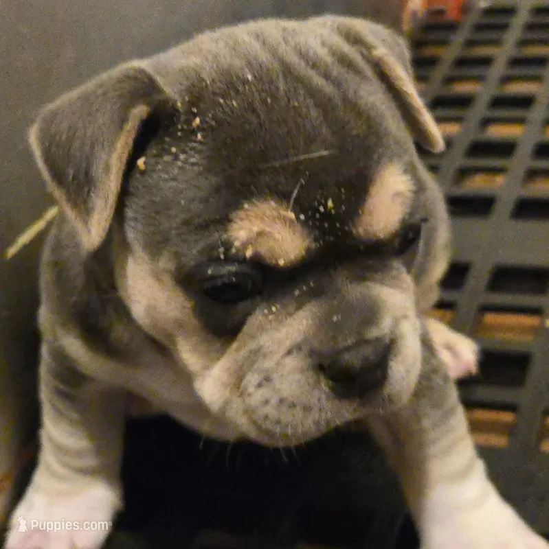 Luna – Olde English Bulldogge puppy for sale in Frederick, OK