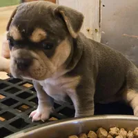 X-Jean Grey, a female Olde English Bulldogge for sale in Frederick, OK – 4 of 8