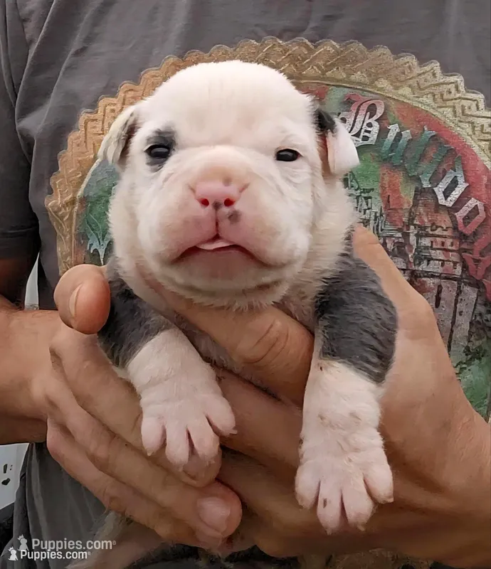 Prince – Olde English Bulldogge puppy for sale in Frederick, OK