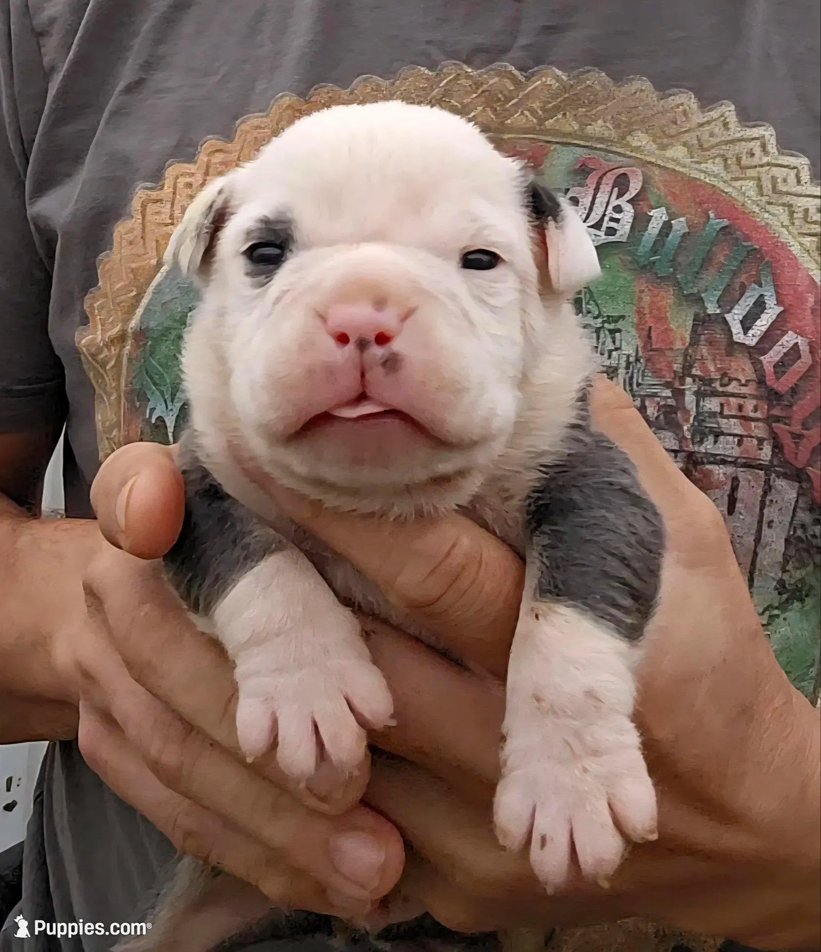Prince, a male Olde English Bulldogge for sale in Frederick, OK – Photo 1 of 3