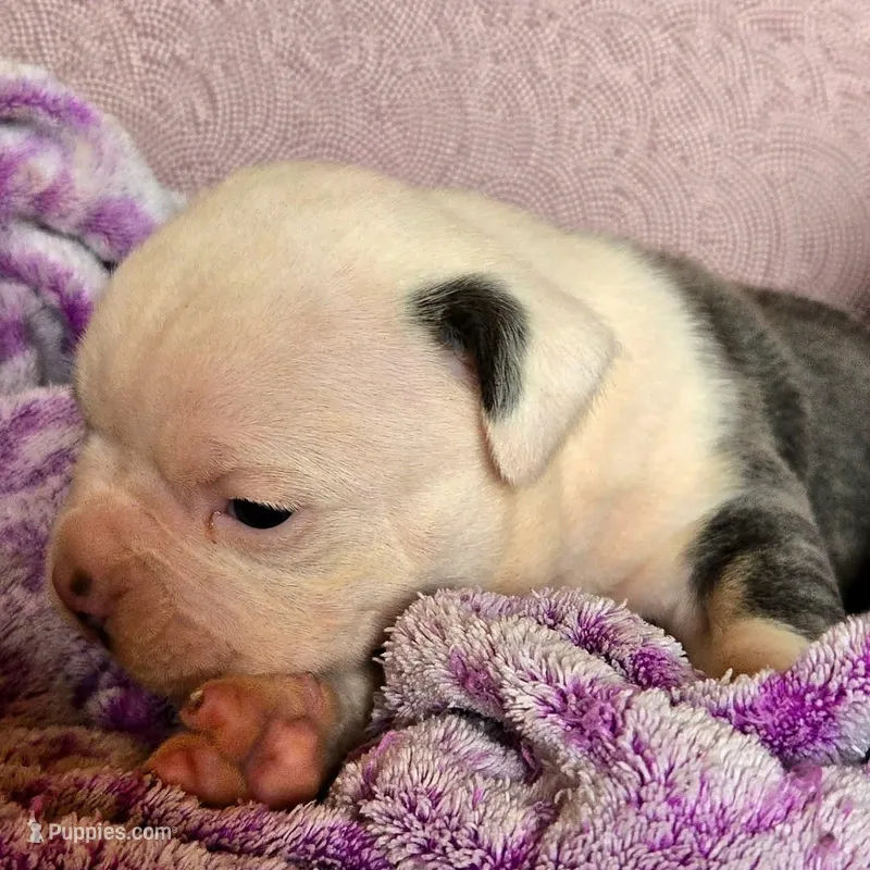 Prince – Olde English Bulldogge puppy for sale in Frederick, OK