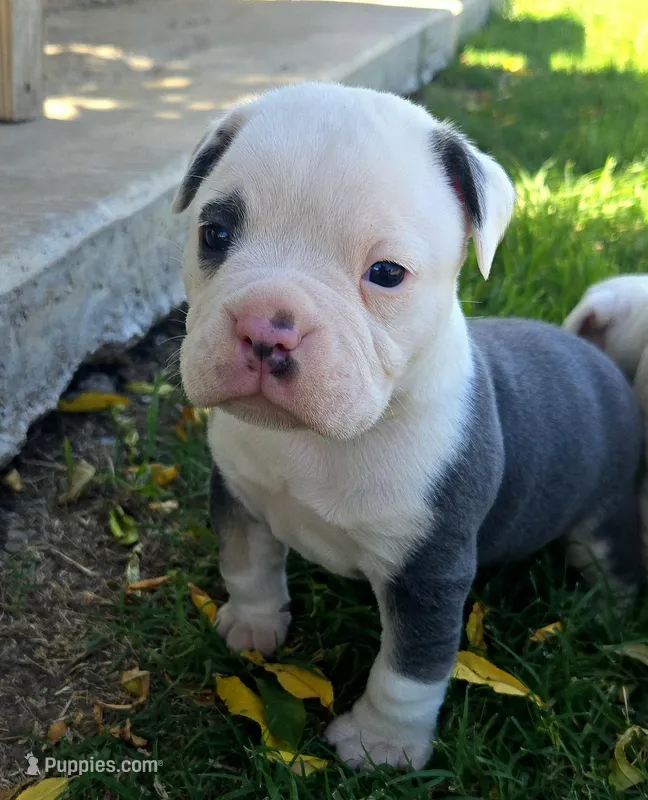 Prince – Olde English Bulldogge puppy for sale in Frederick, OK