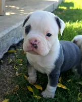 Prince, a male Olde English Bulldogge for sale in Frederick, OK – 2 of 7