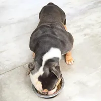 Prince, a male Olde English Bulldogge for sale in Frederick, OK – 3 of 7