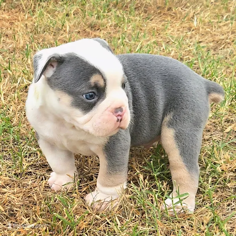 Rocco – Olde English Bulldogge puppy for sale in Frederick, OK