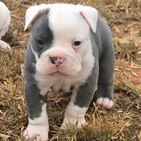 Azul, a male Olde English Bulldogge for sale in Frederick, OK – 1 of 6