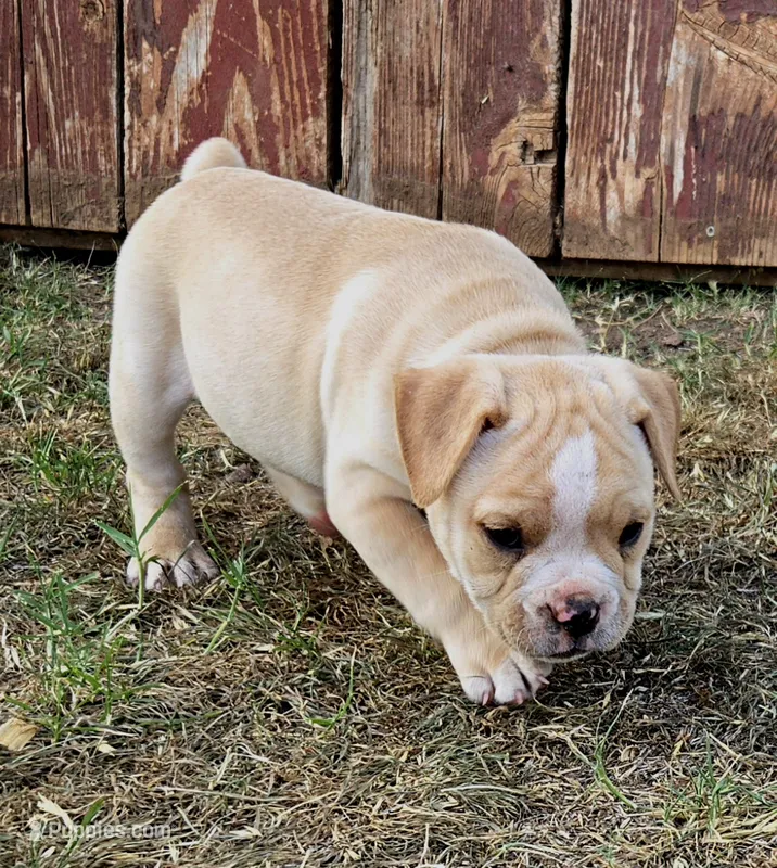 Truffle – Olde English Bulldogge puppy for sale in Frederick, OK