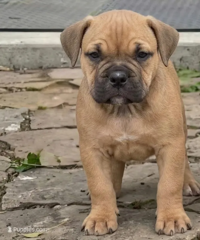 Sable – Olde English Bulldogge puppy for sale in Frederick, OK
