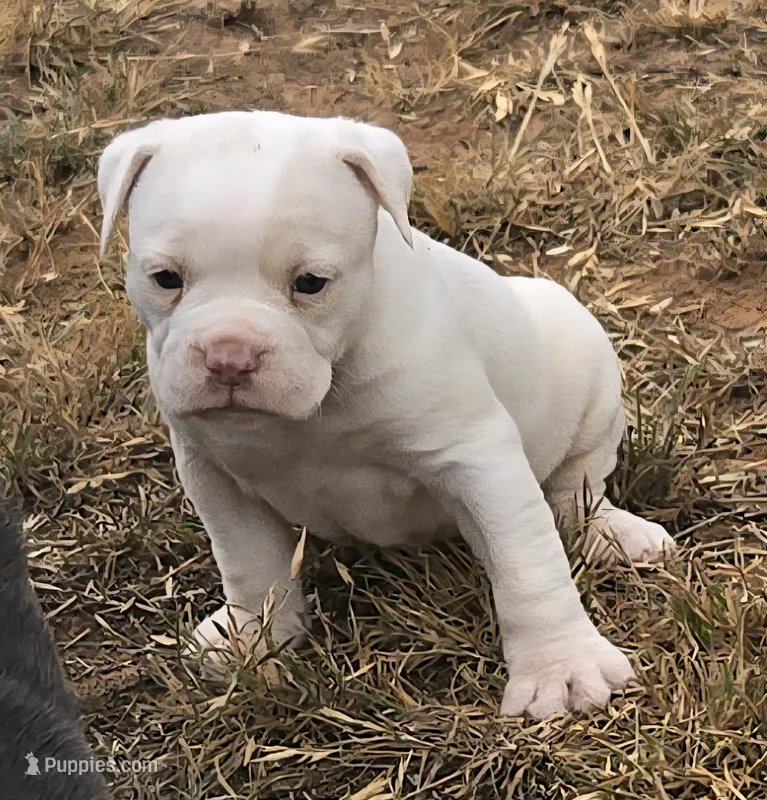 Titanium  – Olde English Bulldogge puppy for sale in Frederick, OK