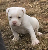 Titanium , a female Olde English Bulldogge for sale in Frederick, OK – 2 of 8