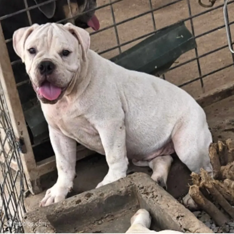 Extreme Clean – Olde English Bulldogge puppy for sale in Frederick, OK
