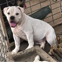 Extreme Clean, a male Olde English Bulldogge for sale in Frederick, OK – 1 of 8