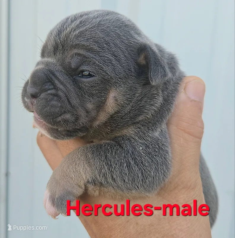 Hercules  – Olde English Bulldogge puppy for sale in Frederick, OK