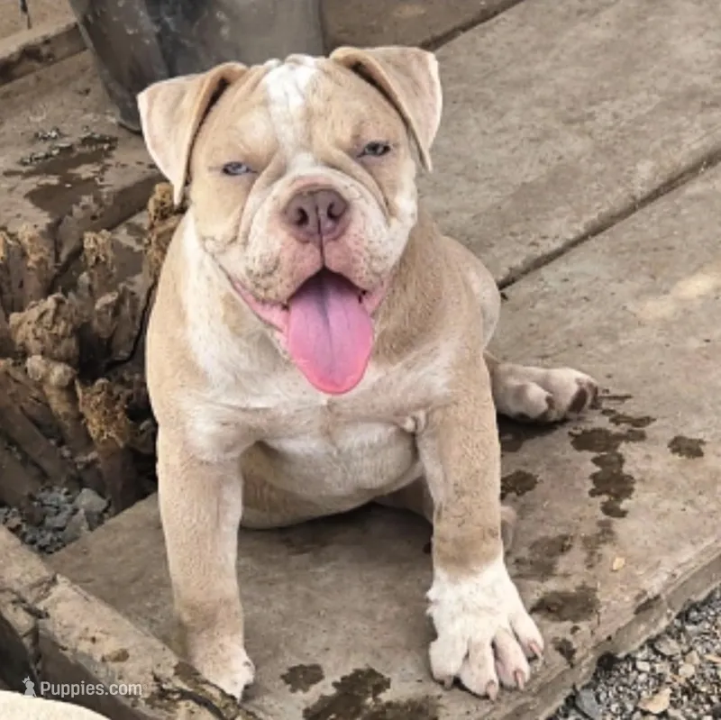 Skyye – Olde English Bulldogge puppy for sale in Frederick, OK