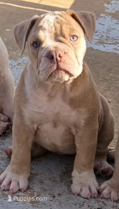 Skyye – Olde English Bulldogge puppy for sale in Frederick, OK