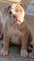 Skyye, a female Olde English Bulldogge for sale in Frederick, OK – 5 of 8
