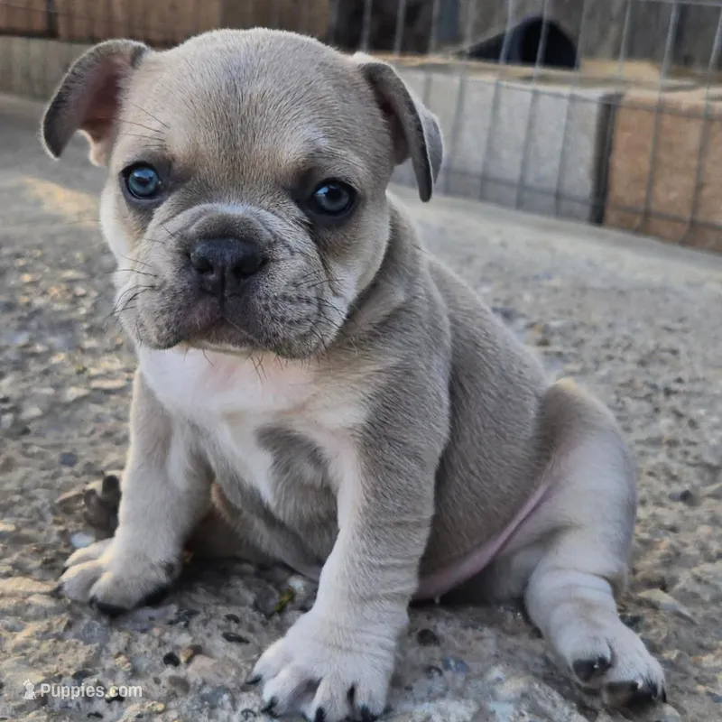 Roxy – French Bulldog, Olde English Bulldogge puppy for sale in Frederick, OK