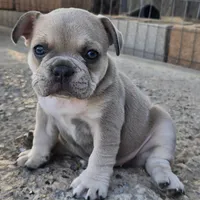 X-Ororo, a female French Bulldog and Olde English Bulldogge for sale in Frederick, OK – 2 of 7