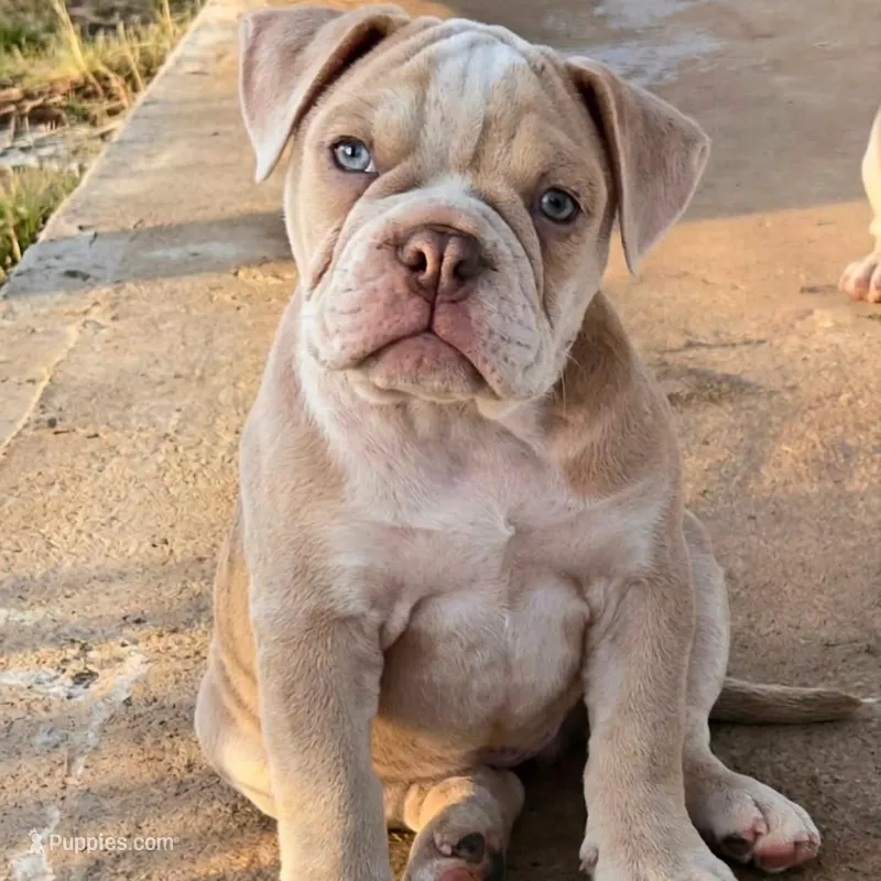 Skyye – Olde English Bulldogge puppy for sale in Frederick, OK