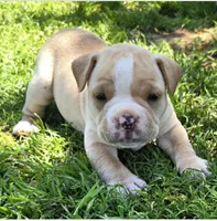 Truffle, a female Olde English Bulldogge for sale in Frederick, OK – 4 of 6
