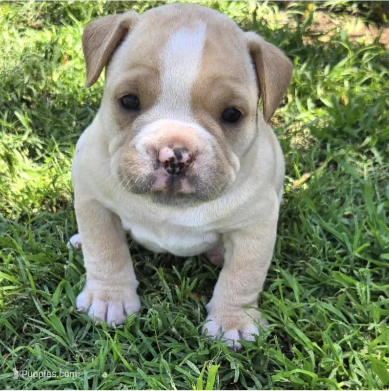 Truffle – Olde English Bulldogge puppy for sale in Frederick, OK