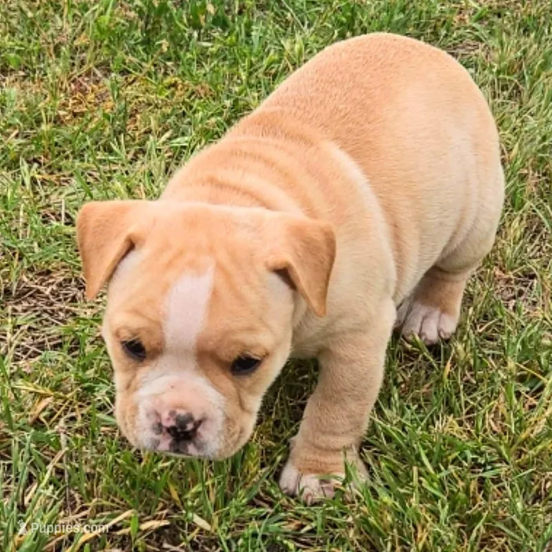 Truffle – Olde English Bulldogge puppy for sale in Frederick, OK