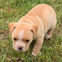 Truffle, a female Olde English Bulldogge for sale in Frederick, OK – 3 of 6