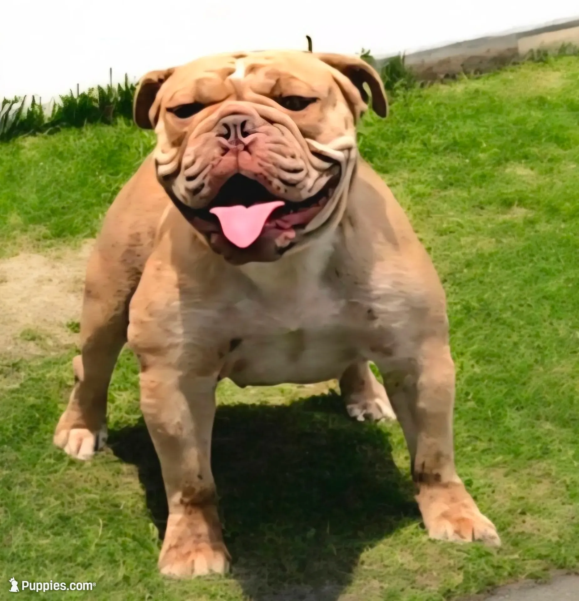 Blanco, a male Olde English Bulldogge for sale in Frederick, OK – 3 of 3