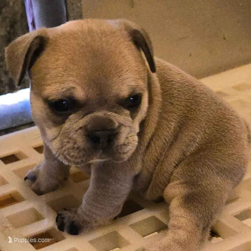 Roxy – French Bulldog, Olde English Bulldogge puppy for sale in Frederick, OK