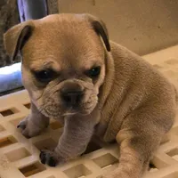 X-Ororo, a female French Bulldog and Olde English Bulldogge for sale in Frederick, OK – 4 of 7