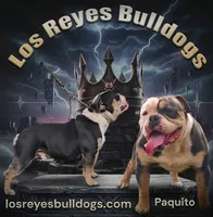 Prince, a male Olde English Bulldogge for sale in Frederick, OK – 7 of 7