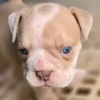 Skyye, a female Olde English Bulldogge for sale in Frederick, OK – 4 of 9