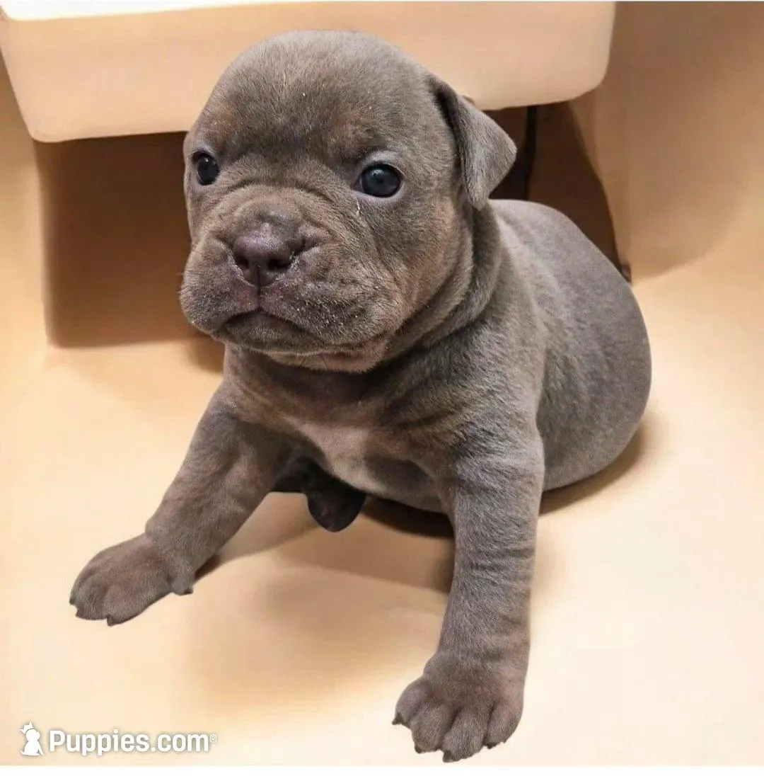 Lavender , a female Olde English Bulldogge for sale in Frederick, OK – Photo 2 of 4