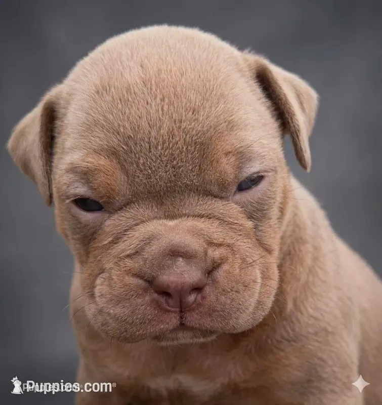 Lavender  – Olde English Bulldogge puppy for sale in Frederick, OK