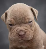 Lavender , a female Olde English Bulldogge for sale in Dallas, TX – Photo 1 of 2