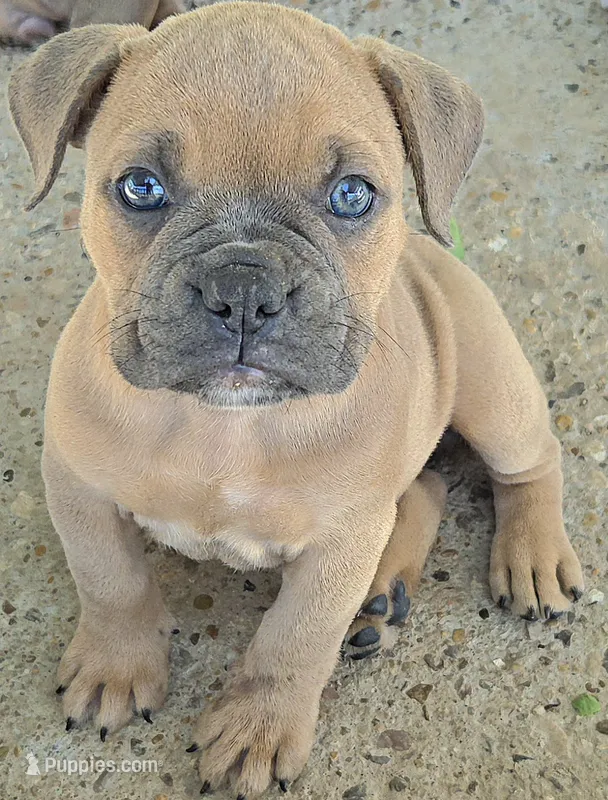 Sable – Olde English Bulldogge puppy for sale in Frederick, OK