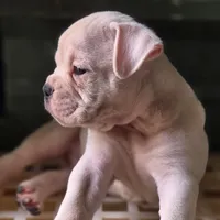 Extreme Clean, a male Olde English Bulldogge for sale in Frederick, OK – 5 of 9