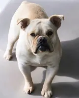 Nala , a female French Bulldog and Olde English Bulldogge for sale in Frederick, OK – 3 of 3