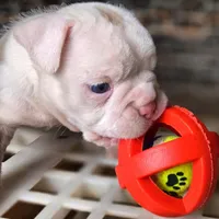 Diamond, a female Olde English Bulldogge for sale in Frederick, OK – 2 of 3