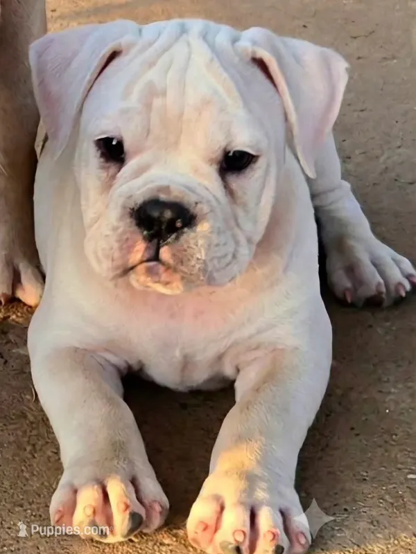 Extreme Clean – Olde English Bulldogge puppy for sale in Frederick, OK