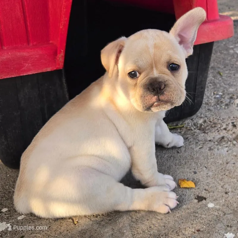 Nala  – French Bulldog, Olde English Bulldogge puppy for sale in Frederick, OK