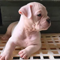 Extreme Clean, a male Olde English Bulldogge for sale in Frederick, OK – 4 of 9