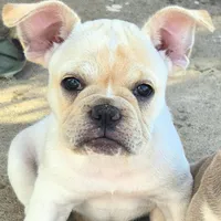 X-Magik, a female French Bulldog and Olde English Bulldogge for sale in Frederick, OK – 1 of 5