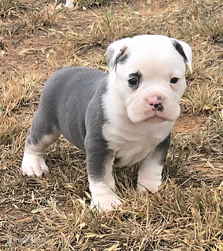 Prince – Olde English Bulldogge puppy for sale in Frederick, OK