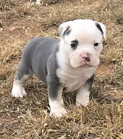 Prince, a male Olde English Bulldogge for sale in Frederick, OK – 1 of 7